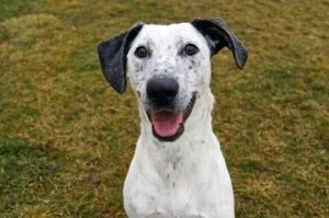 38742333-5594-462e-8a8b-5c6645bfce63-Canyon County Animal Shelter 38742333-5594-462e-8a8b-5c6645bfce63-Canyon County Animal Shelter
