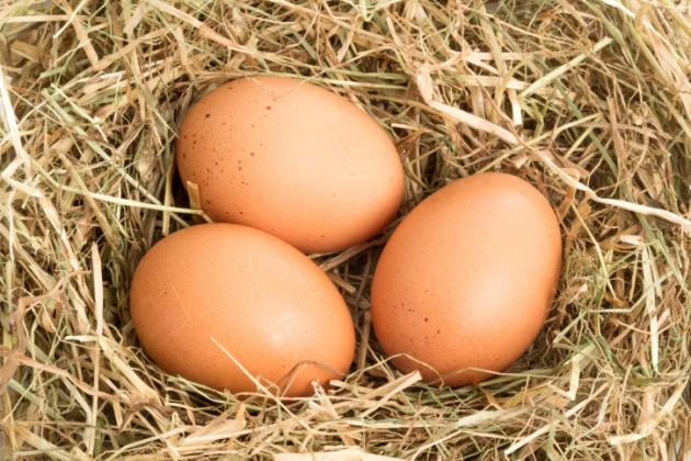 Laying an Egg Laying an Egg