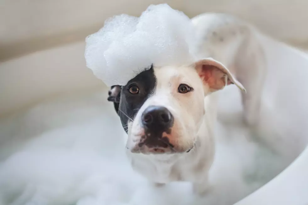 End of Summer Dog Wash Fundraiser