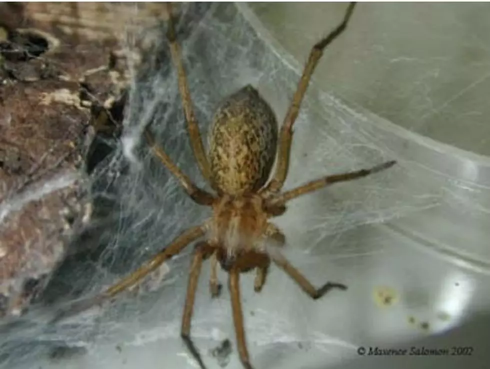 Idaho Hobo Spiders are Back! Here’s What You Need to Know